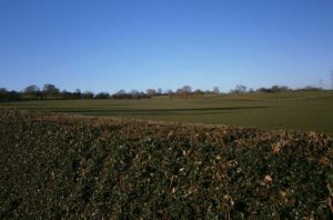 Field in Bramshall